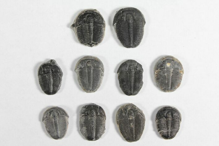Lot: / Elrathia Trilobites - Pieces #92021
